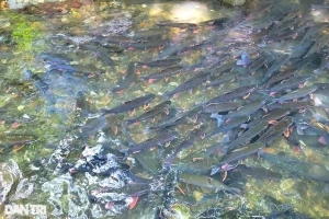 Suối Cá Thần ở Thanh Hóa – Huyền Thoại Dòng Suối Kỳ Bí Giữa Núi Rừng