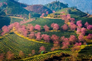 Gợi ý những điểm đến cụ thể cho chuyến du lịch mùa xuân từ Hà Nội